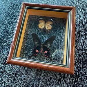 Vintage butterflies framed in shadow‎ box